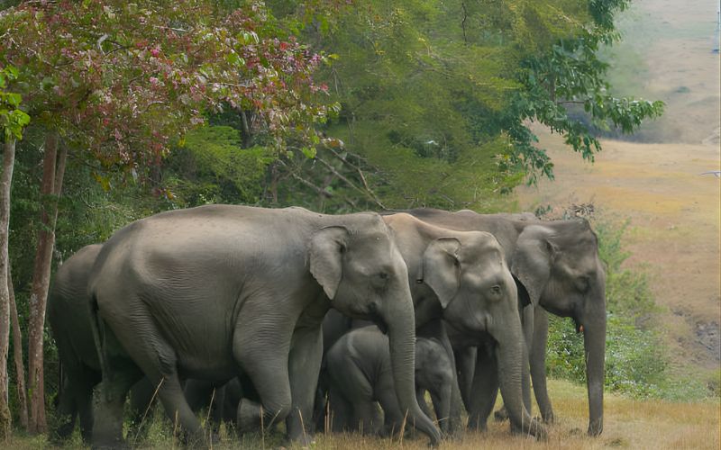 Wild & Water: A Scenic Kerala Circuit